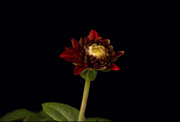 http://data12.proshkolu.ru/content/media/pic/std/6000000/5064000/5063323-a3db5a6bbb26513c.gif