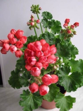 http://data12.proshkolu.ru/content/media/pic/std/7000000/6123000/6122673-1092fcea424689e6.jpg