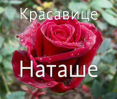 Я наташа открытки, совята картинки