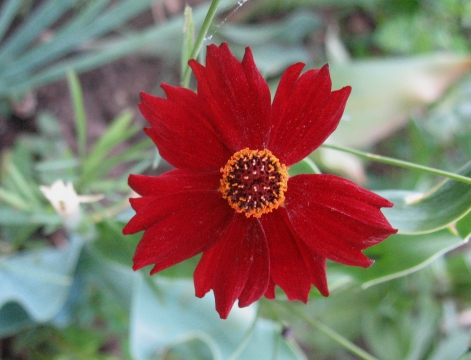 Кореопсис Coreopsis Ruby Frost