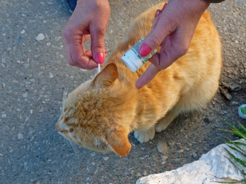 слабительное для котов при запоре. слабительные для кошек. кошке капают от блох капли. лекарство от стригущего лишая для кота. капать от блох кошке на холку.