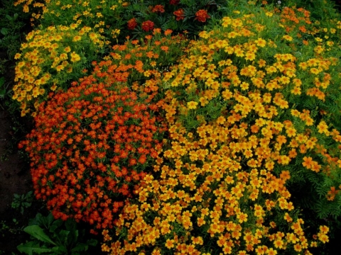 http://data12.proshkolu.ru/content/media/pic/std/6000000/5092000/5091744-a6e43499f65ce7b5.jpg