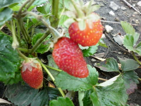 Homegrown Eclair Strawberries taste much sweeter right off the vine. No one will