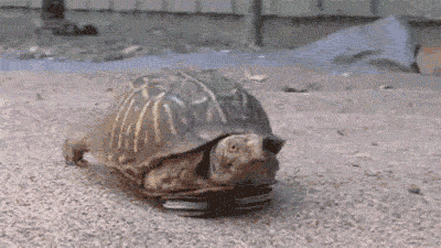 Черепаха ползет со скоростью. Среднеазиатская черепаха. Черепаха гиф. Черепаха бегает. Черепаха ползет гиф.