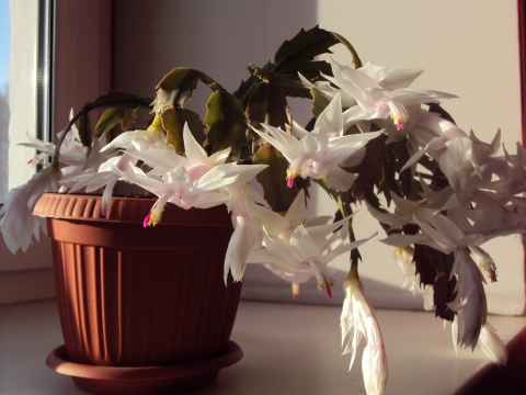 Купить Белый Декабрист В Кировске