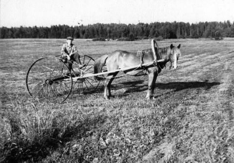 Рельс на сенокосе 4. Конная волокуша для сена. Старые конные грабли. Лошадь сенокос волокуша. Волокуши для лошади.