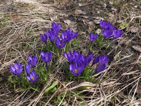 http://data12.proshkolu.ru/content/media/pic/std/7000000/6123000/6122695-d5c655b56a08158d.jpg