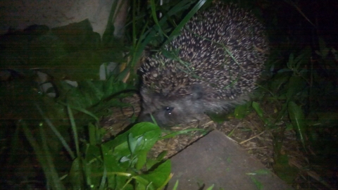 Ежик фото. Дом ежика. Ежики минус. Ошейниковый ёж. Ежи и мыши.