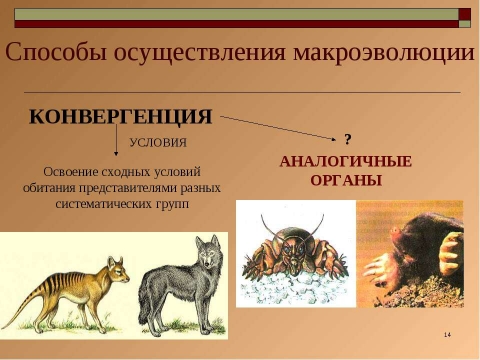Эволюционное учение - ЕГЭ для VIP
