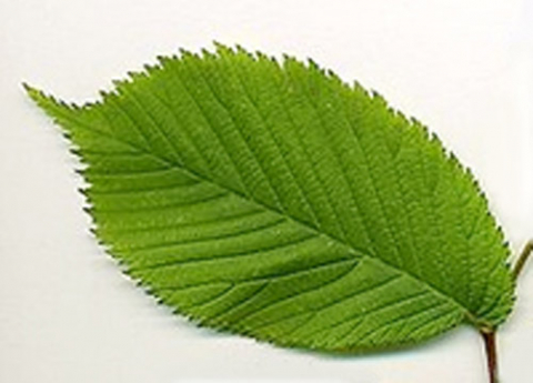 Лист вяза рисунок